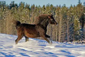 Filly: Horse - Black Arabian Filly trotting in snow
