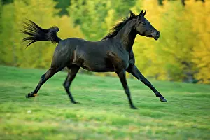 Cantering: Horse - Black Arabian Mare cantering in meadow