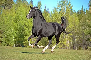 Stallions: Horse Black Arabian stallion galloping in meadow