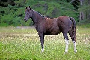 Yearlings: Horse - Black Arabian Yearling standing in meadow