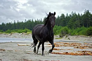 Morgan: Horse - Black Morgan running on beach