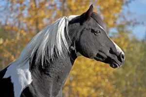 Stallions: Horse Black and white Paint Stallion in autumn