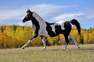 Stallions: Horse Black and White Pinto stallion galloping in