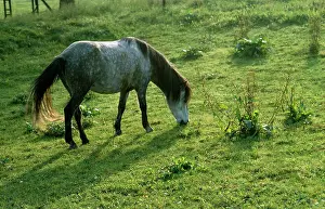 Hans D Dossenbach: Horse - Bosnian Pony grazing