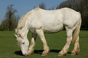 Boulonnais: Horse Boulonnais
