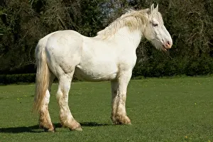Boulonnais: Horse - Boulonnais / White Marble Horse