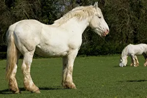 Boulonnais: Horse - Boulonnais / White Marble Horse