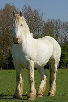 Boulonnais: Horse - Boulonnais / White Marble Horse