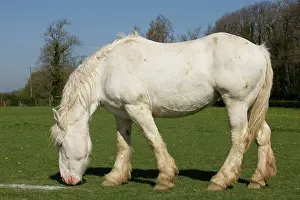 Boulonnais: Horse - Boulonnais / White Marble Horse - grazing