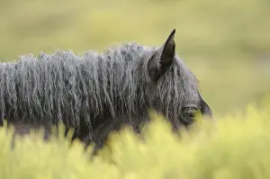 Bushy: Horse in the bushes Massif Carlit Pyrenees France