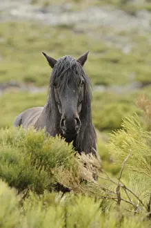 Bushy: Horse in the bushes Massif Carlit Pyrenees France