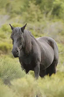 Bushy: Horse in the bushes Massif Carlit Pyrenees France
