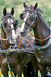 Bridles: Horse carriage Alsace France