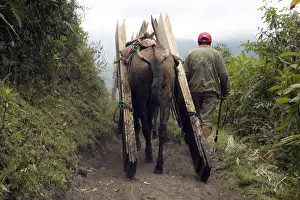 Board: Horse carrying planks in high elevation Ecuador