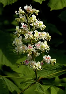 Chesnut: Horse chesnut in flower
