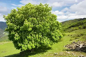 Chesnut: Horse Chesnut tree - in flower