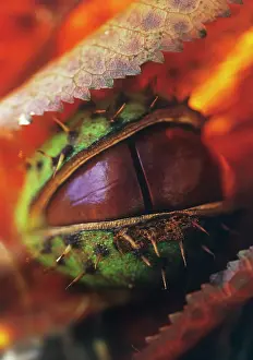 Hippocastanum: Horse Chestnut