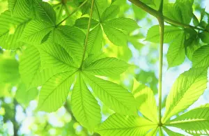 Hippocastanum: Horse Chestnut