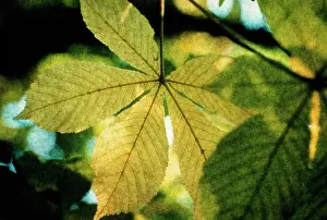Photographic: Horse Chestnut