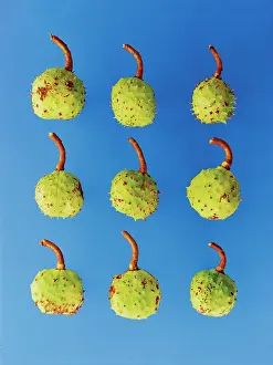 Hippocastanum: Horse Chestnut
