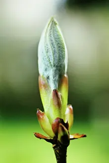 Hippocastanum: Horse Chestnut