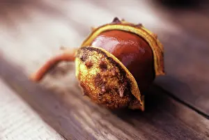 Hippocastanum: Horse Chestnut