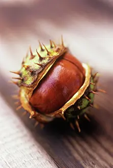 Hippocastanum: Horse Chestnut