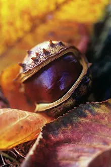 Hippocastanum: Horse Chestnut
