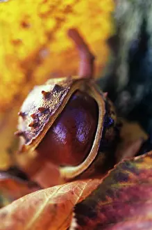 Hippocastanum: Horse Chestnut
