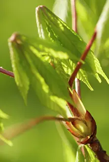 Hippocastanum: Horse Chestnut
