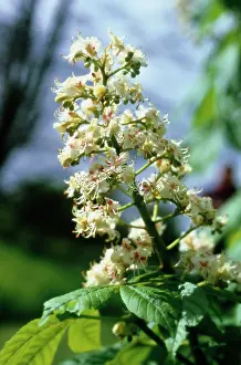 Hippocastanum: Horse Chestnut
