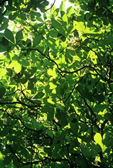 Hippocastanum: Horse Chestnut