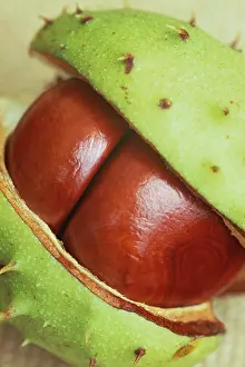 Erotic: Horse Chestnut