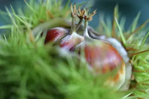 Hippocastanum: Horse Chestnut