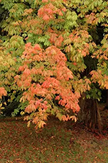 Hippocastanum: Horse Chestnut