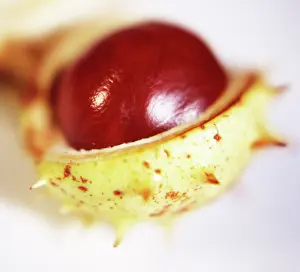 Hippocastanum: Horse Chestnut