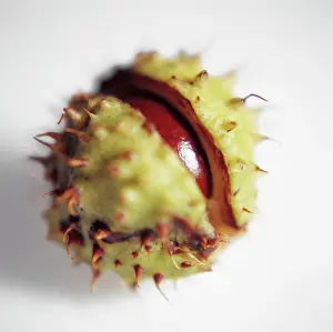 Hippocastanum: Horse Chestnut