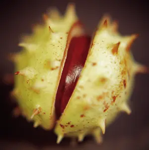Hippocastanum: Horse Chestnut