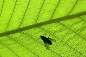 Hippocastanum: Horse Chestnut