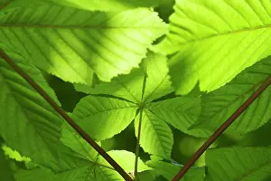 Hippocastanum: Horse Chestnut