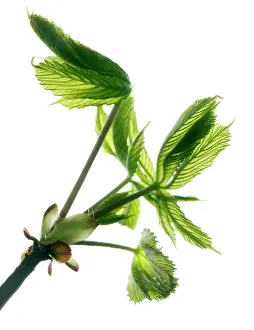 Hippocastanum: Horse Chestnut