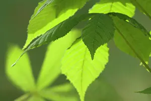 Hippocastanum: Horse Chestnut