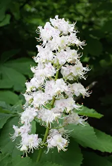 Neglecta: Horse chestnut