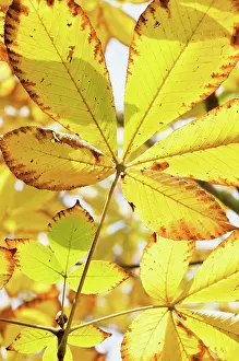 Aesculus: Horse Chestnut