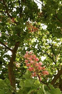 Homeopathic: Horse chestnut