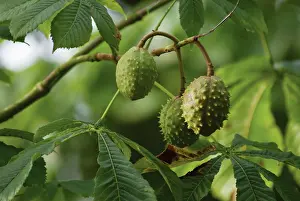 Oval: Horse Chestnut