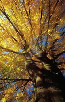 Purify: Horse Chestnut