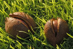 Hippocastanum: Horse Chestnut