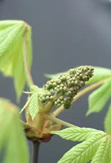 Hippocastanum: Horse Chestnut