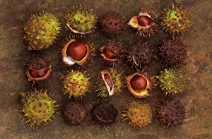 Saved: Horse Chestnut